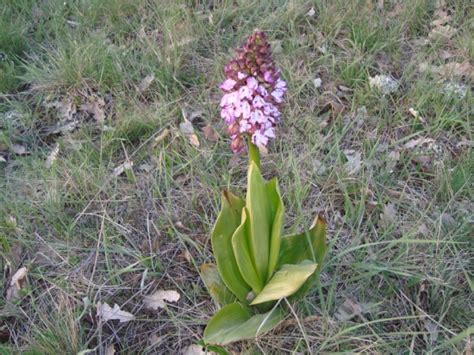 Yabani orkide hakkında bilgi